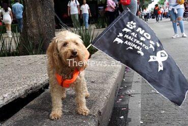 watch:-it’s-not-my-pet,-it’s-my-family