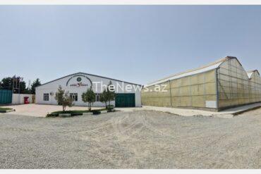 breeding-and-producing-hybrid-vegetable-seeds-in-azerbaijan-–-hortidaily.com