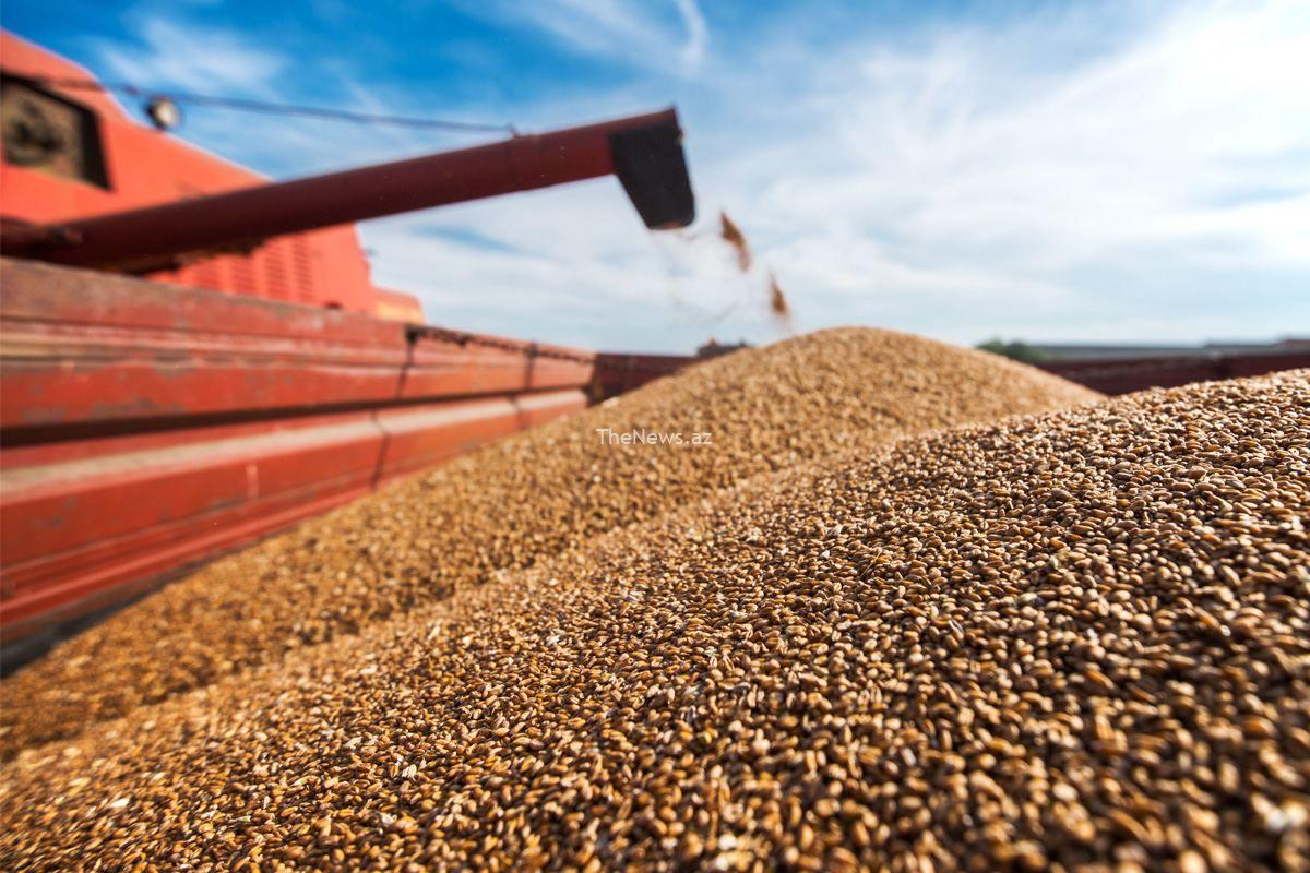 local-food-wheat-supply-commences-in-azerbaijan-–-azernews.az