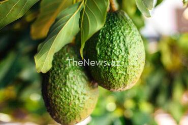 azerbaijan’s-astara-district-to-cultivate-exotic-fruits-–-freshplaza.com