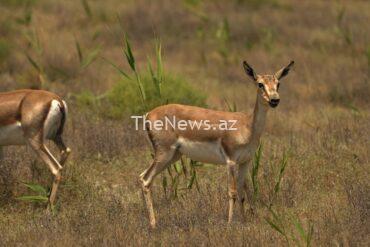 wildlife-escapades:-a-closer-look-at-azerbaijan’s-beloved-goitered-gazelles-–-euronews