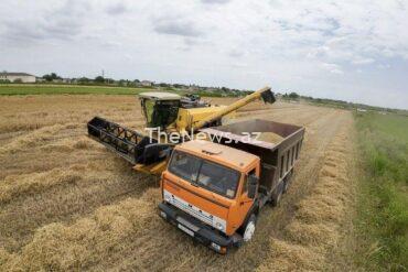 grain-harvesting-season-in-azerbaijan-concludes-–-menafn.com