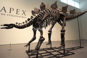 extraordinary-161-million-year-old-stegosaurus-to-go-up-for-auction-at-sotheby’s