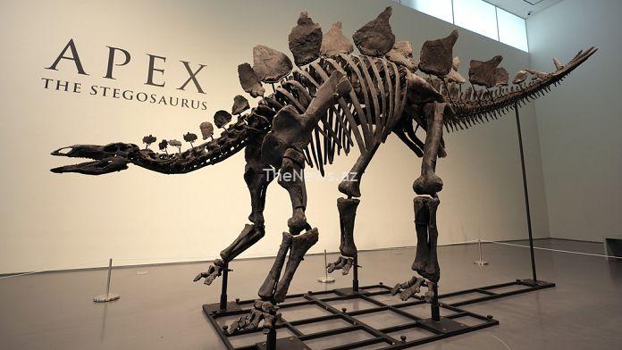 extraordinary-161-million-year-old-stegosaurus-to-go-up-for-auction-at-sotheby’s