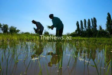 cop29-in-azerbaijan-to-be-a-“truce-cop”-–-united-nations-development-programme