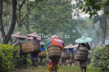 price-rises-brewing-for-tea-drinkers-as-extreme-weather-hits-harvests