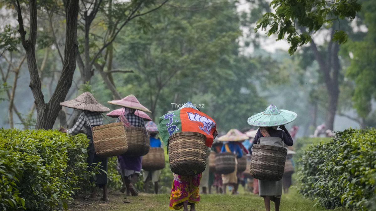 price-rises-brewing-for-tea-drinkers-as-extreme-weather-hits-harvests