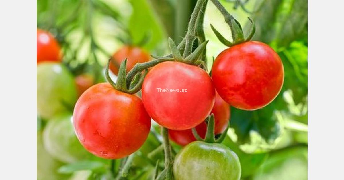 azerbaijan-tomato-exports-grew-to-86,067-tons-in-the-first-five-months-of-2024-–-hortidaily.com