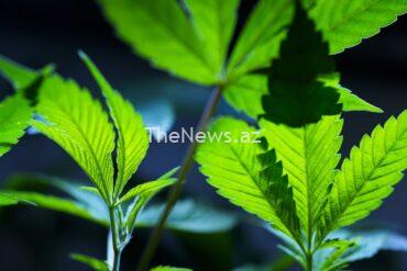 european-cannabis-firms-look-to-list-in-the-us-as-it-mulls-easing-controls