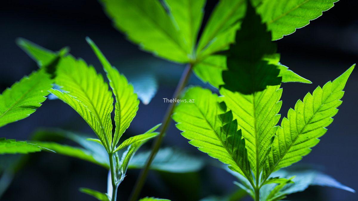 european-cannabis-firms-look-to-list-in-the-us-as-it-mulls-easing-controls