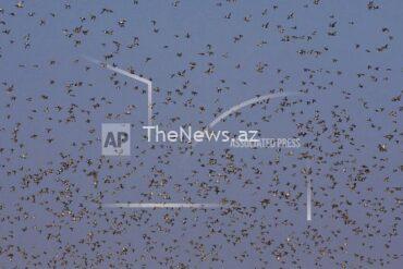 watch:-tens-of-thousands-of-swallows-gather-on-cyprus