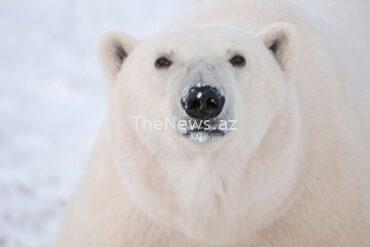 polar-bear-tracking-tech-breakthrough-could-boost-conservation-as-climate-heats-up