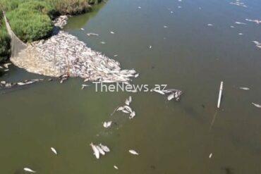 watch:-masses-of-fish-die-off-at-lagoon-in-italy