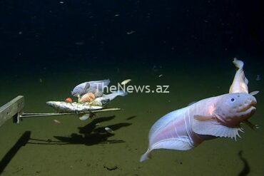 scientists-film-deepest-ever-fish-on-seabed-off-japan