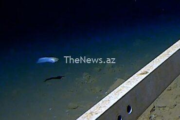 see-the-world’s-deepest-fish