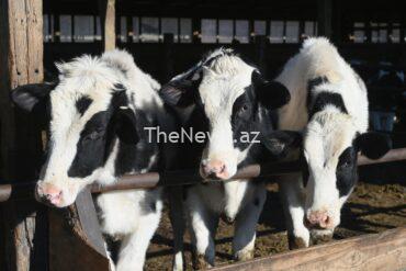 avian-flu-spread-in-cows-not-being-tracked,-posing-greater-risk-of-human-transmission