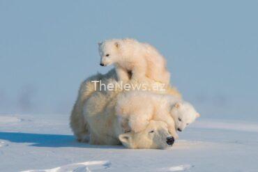 these-are-the-animals-people-most-want-to-see-photographed