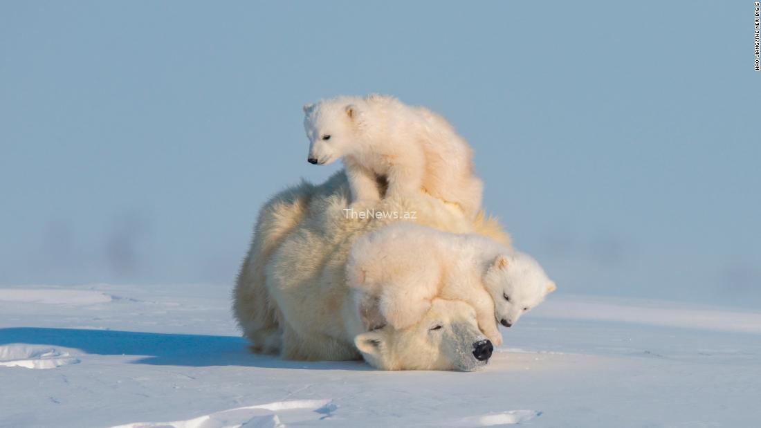 these-are-the-animals-people-most-want-to-see-photographed