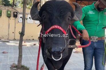watch:-buffalo’s-first-dip-on-copacabana-beach