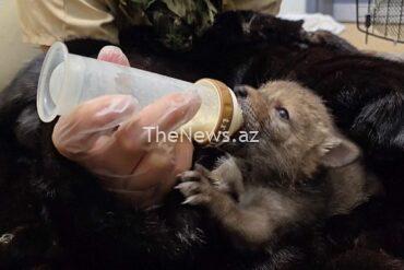 watch:-orphaned-coyotes-returned-to-the-wild-in-southern-california