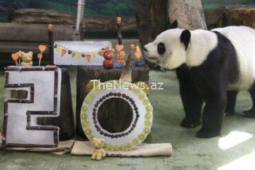 watch:-taiwan’s-oldest-female-panda-celebrates-20th-birthday