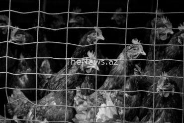 bird-flu-is-quietly-getting-scarier