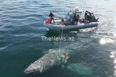 entangled-humpback-whale-freed-after-four-day-rescue-operation