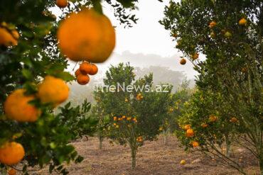 why-orange-juice-has-never-been-more-expensive