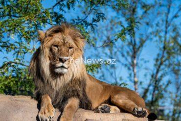 russian-zoo-welcomes-colossal-3-meter-long-african-lion