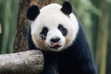 ‘panda-economy’:-can-two-new-bears-give-hong-kong’s-tourism-industry-a-boost?